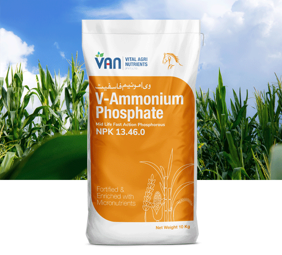 v-Ammonium-Phosphate-1