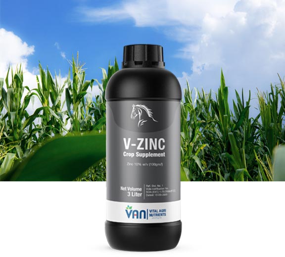 V-Zinc-2